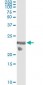TSC22D3 Antibody (monoclonal) (M01)