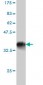 TSC22D3 Antibody (monoclonal) (M01)