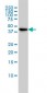 TSC22D4 Antibody (monoclonal) (M06)