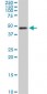 TSC22D4 Antibody (monoclonal) (M07)