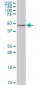 TSC22D4 Antibody (monoclonal) (M08)