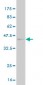 TSPAN8 Antibody (monoclonal) (M02)