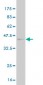 TSPAN8 Antibody (monoclonal) (M02)