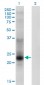 TSPAN8 Antibody (monoclonal) (M02)