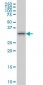 TSSK6 Antibody (monoclonal) (M02)