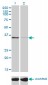 TSTA3 Antibody (monoclonal) (M01)