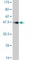 TTK Antibody (monoclonal) (M02)