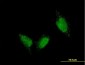 TTN Antibody (monoclonal) (M06)