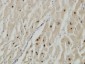 TTN Antibody (monoclonal) (M06)