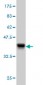 TTN Antibody (monoclonal) (M06)