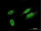 TTN Antibody (monoclonal) (M09)