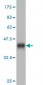 TTN Antibody (monoclonal) (M09)