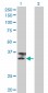 TTN Antibody (monoclonal) (M09)