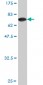 TUBA1 Antibody (monoclonal) (M01)