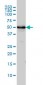 TUBA1 Antibody (monoclonal) (M01)