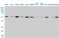 TUBA1 Antibody (monoclonal) (M01)