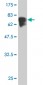 TUBA1 Antibody (monoclonal) (M04)