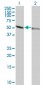 TUBA1 Antibody (monoclonal) (M04)