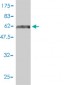 TUBA2 Antibody (monoclonal) (M01)