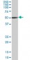 TUBA1A Antibody Monoclonal (M06)