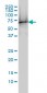 TUBA6 Antibody (monoclonal) (M01)