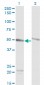 TUBA6 Antibody (monoclonal) (M01)