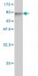 TUBA6 Antibody (monoclonal) (M04)