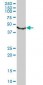 TUBB Antibody (monoclonal) (M04)