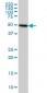 TUBB2 Antibody (monoclonal) (M02)