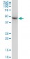 TUBB2A Antibody (monoclonal) (M03)