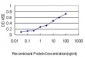 TUFM Antibody (monoclonal) (M01)