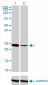 TWIST1 Antibody (monoclonal) (M01)