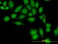 TXN Antibody (monoclonal) (M01)