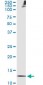 TXN Antibody (monoclonal) (M01)