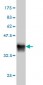 TXN Antibody (monoclonal) (M01)