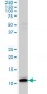 TXN Antibody (monoclonal) (M01)