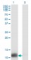 TXN Antibody (monoclonal) (M01)