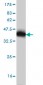 TXN Antibody (monoclonal) (M04)