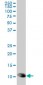 TXN Antibody (monoclonal) (M04)