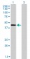 TXNDC4 Antibody (monoclonal) (M01)
