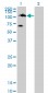 TYK2 Antibody (monoclonal) (M01)