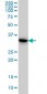 TYMS Antibody (monoclonal) (M01)