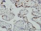 UBE2C Antibody (monoclonal) (M01)