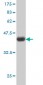 UBE2C Antibody (monoclonal) (M01)