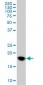 UBE2C Antibody (monoclonal) (M01)