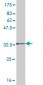 UBE2D1 Antibody (monoclonal) (M01)