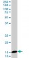 UBE2D2 Antibody (monoclonal) (M02)