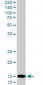 UBE2D2 Antibody (monoclonal) (M02)