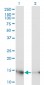 UBE2D3 Antibody (monoclonal) (M01)