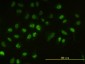 UBE2H Antibody (monoclonal) (M01)